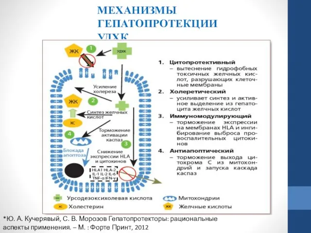 МЕХАНИЗМЫ ГЕПАТОПРОТЕКЦИИ УДХК *Ю. А. Кучерявый, С. В. Морозов Гепатопротекторы: рациональные