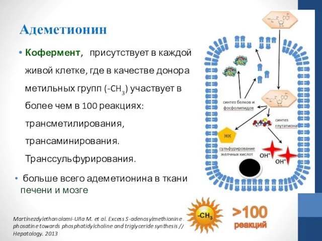 Адеметионин Кофермент, присутствует в каждой живой клетке, где в качестве донора