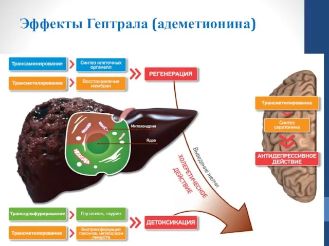 Эффекты Гептрала (адеметионина)