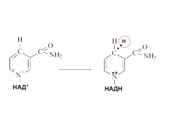 НАД+ НАДН Н