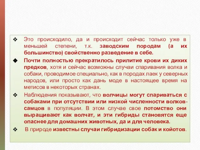 За счет дрейфа генов нивелировался генотип древних пород собак Это происходило,