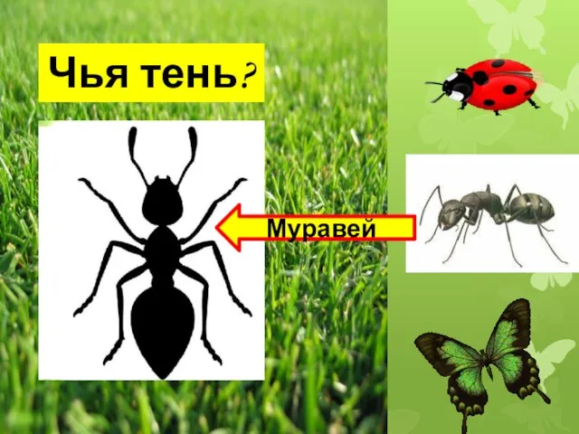 Чья тень? Муравей