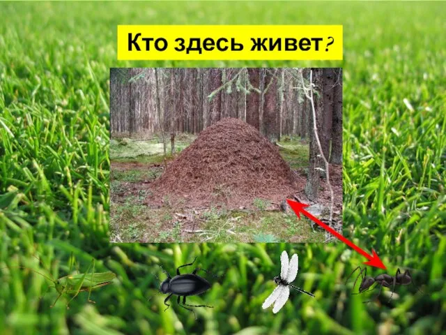 Кто здесь живет?