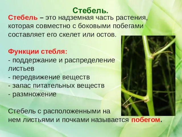 Стебель – это надземная часть растения, которая совместно с боковыми побегами