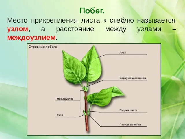 Место прикрепления листа к стеблю называется узлом, а расстояние между узлами –междоузлием. Побег.