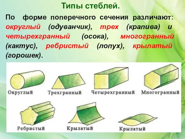 По форме поперечного сечения различают: округлый (одуванчик), трех (крапива) и четырехгранный