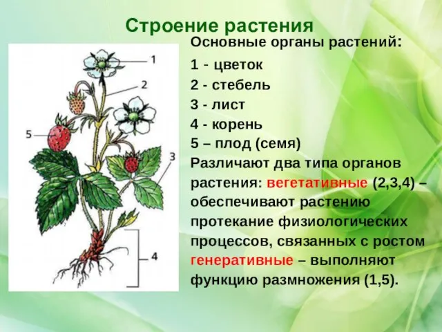 Основные органы растений: 1 - цветок 2 - стебель 3 -