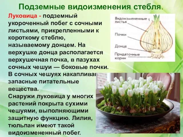 Подземные видоизменения стебля. Луковица - подземный укороченный побег с сочными листьями,