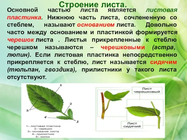 Строение листа. Основной частью листа является листовая пластинка. Нижнюю часть листа,