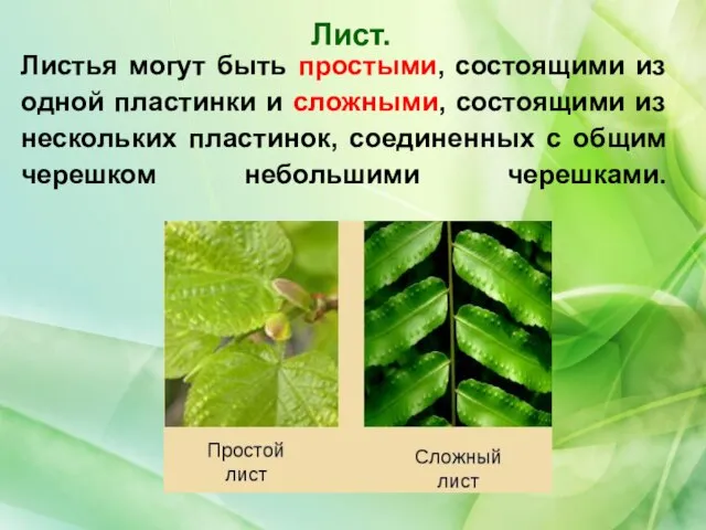 Лист. Листья могут быть простыми, состоящими из одной пластинки и сложными,