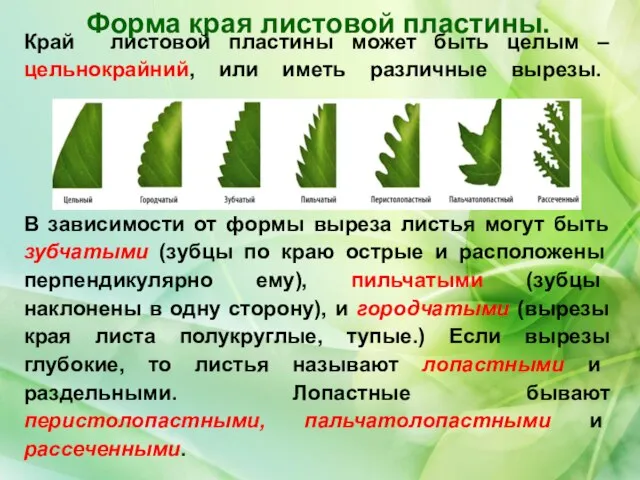 Форма края листовой пластины. Край листовой пластины может быть целым –цельнокрайний,