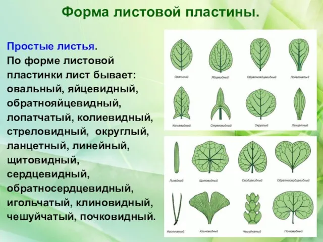 Форма листовой пластины. Простые листья. По форме листовой пластинки лист бывает: