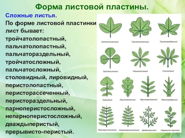 Форма листовой пластины. Сложные листья. По форме листовой пластинки лист бывает: