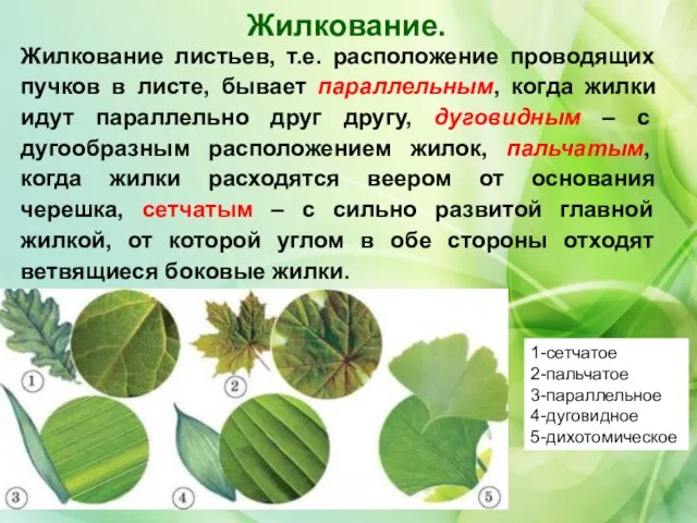 Жилкование. Жилкование листьев, т.е. расположение проводящих пучков в листе, бывает параллельным,