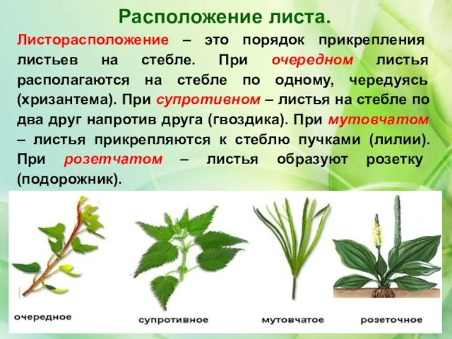 Расположение листа. Листорасположение – это порядок прикрепления листьев на стебле. При