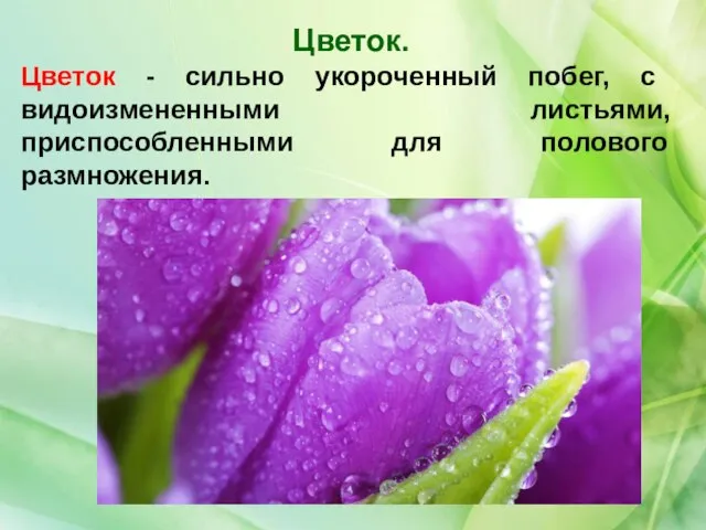 Цветок - сильно укороченный побег, с видоизмененными листьями, приспособленными для полового размножения. Цветок.