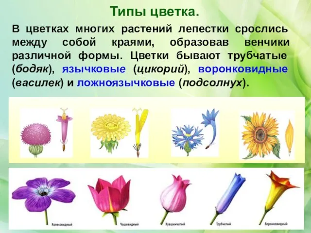 Типы цветка. В цветках многих растений лепестки срослись между собой краями,