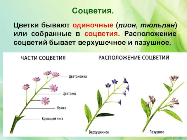 Цветки бывают одиночные (пион, тюльпан) или собранные в соцветия. Расположение соцветий бывает верхушечное и пазушное. Соцветия.