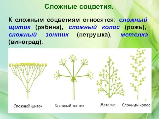 К сложным соцветиям относятся: сложный щиток (рябина), сложный колос (рожь), сложный