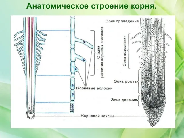 Анатомическое строение корня.