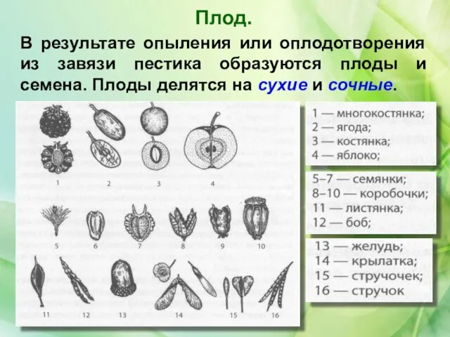 Плод. В результате опыления или оплодотворения из завязи пестика образуются плоды