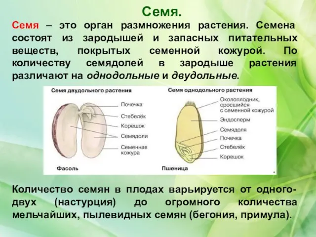 Семя. Семя – это орган размножения растения. Семена состоят из зародышей