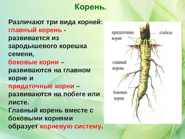 Различают три вида корней: главный корень - развивается из зародышевого корешка