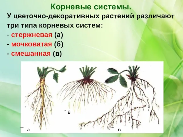 У цветочно-декоративных растений различают три типа корневых систем: - стержневая (а)