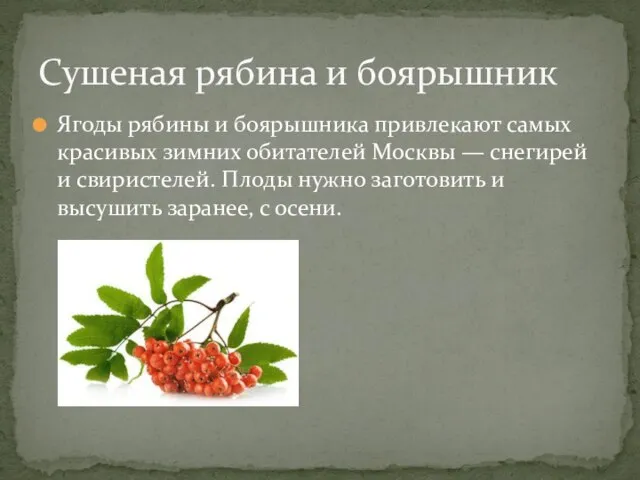 Ягоды рябины и боярышника привлекают самых красивых зимних обитателей Москвы —