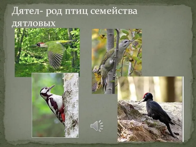 Дятел- род птиц семейства дятловых