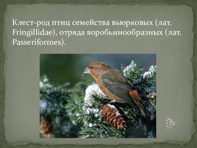 Клест-род птиц семейства вьюрковых (лат. Fringillidae), отряда воробьинообразных (лат. Passeriformes).