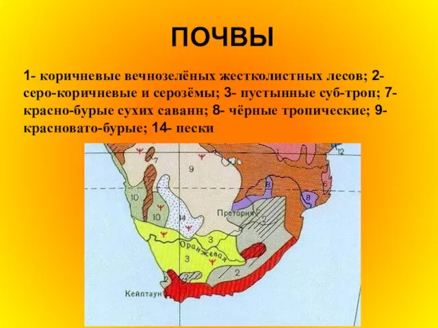 ПОЧВЫ 1- коричневые вечнозелёных жестколистных лесов; 2- серо-коричневые и серозёмы; 3-