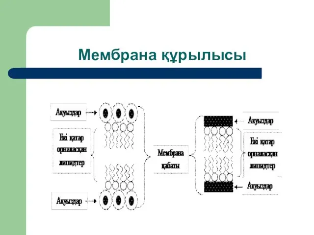 Мембрана құрылысы