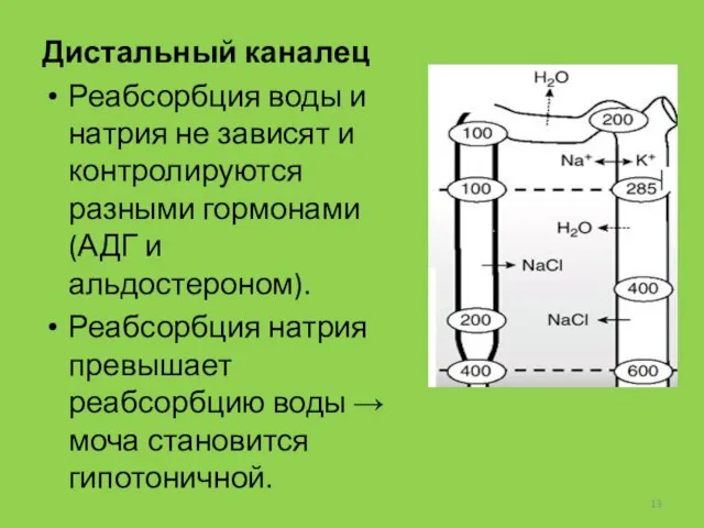 Дистальный каналец Реабсорбция воды и натрия не зависят и контролируются разными