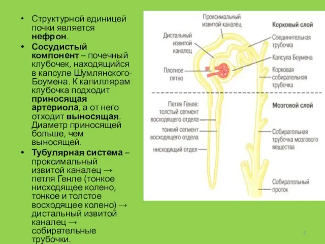 Структурной единицей почки является нефрон. Сосудистый компонент – почечный клубочек, находящийся