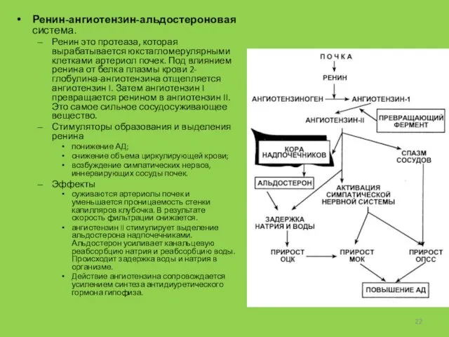 Ренин-ангиотензин-альдостероновая система. Ренин это протеаза, которая вырабатывается юкстагломерулярными клетками артериол почек.