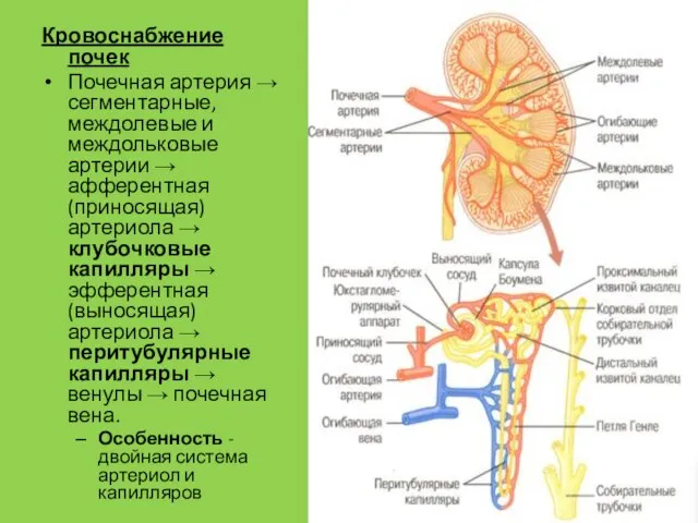 Кровоснабжение почек Почечная артерия → сегментарные, междолевые и междольковые артерии →