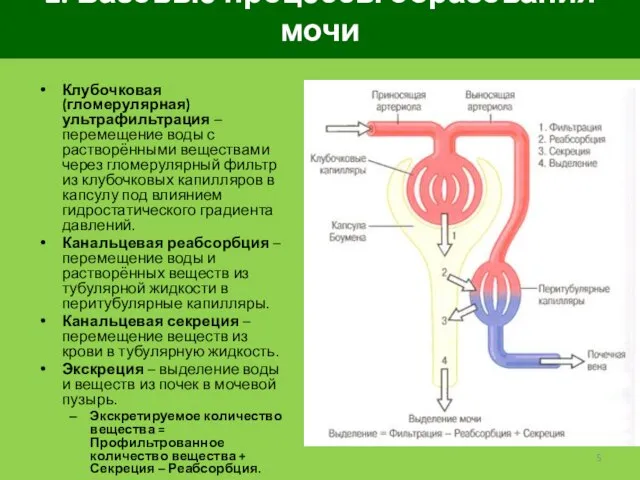 2. Базовые процессы образования мочи Клубочковая (гломерулярная) ультрафильтрация – перемещение воды