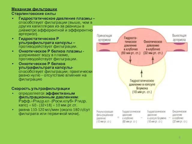 Механизм фильтрации Старлинговские силы Гидростатическое давление плазмы – способствует фильтрации (выше,