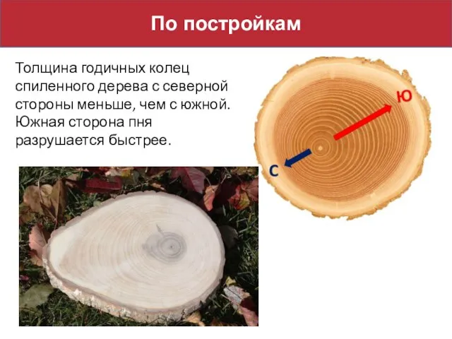 По постройкам Толщина годичных колец спиленного дерева с северной стороны меньше,