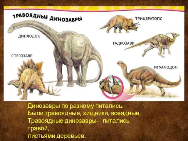 Динозавры по разному питались. Были травоядные, хищники, всеядные. Травоядные динозавры- питались травой, листьями деревьев.