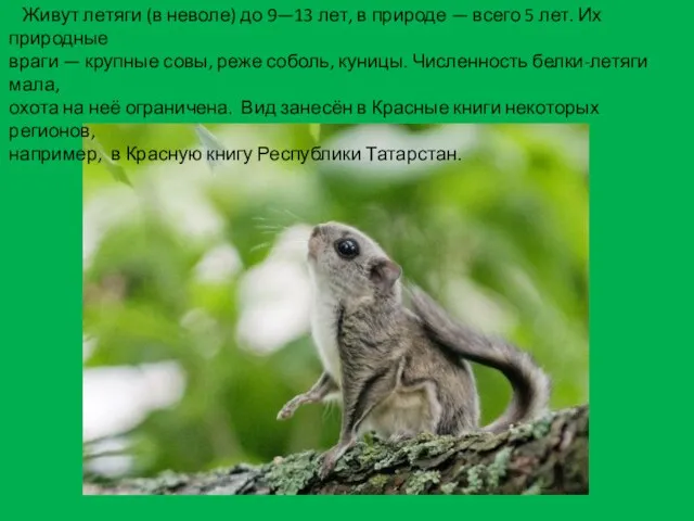 Живут летяги (в неволе) до 9—13 лет, в природе — всего