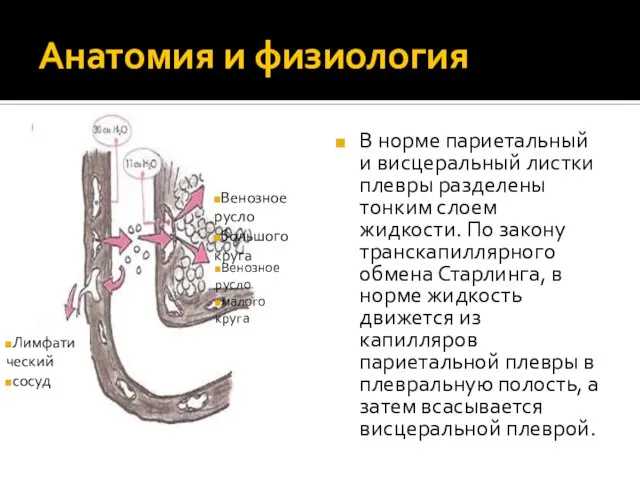 Анатомия и физиология В норме париетальный и висцеральный листки плевры разделены