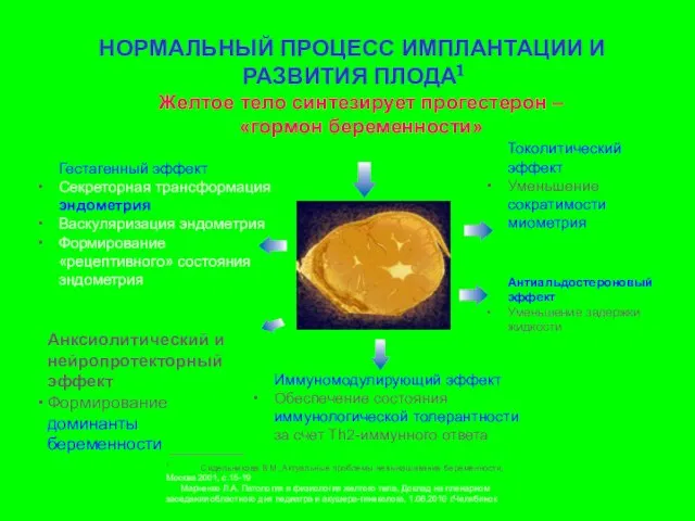 Желтое тело синтезирует прогестерон – «гормон беременности» Гестагенный эффект Секреторная трансформация