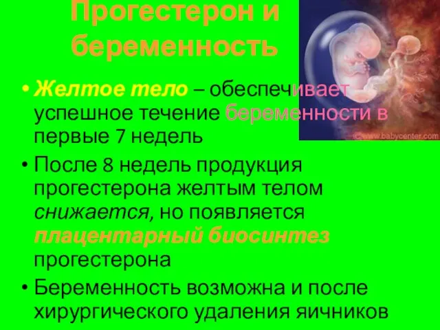 Прогестерон и беременность Желтое тело – обеспечивает успешное течение беременности в