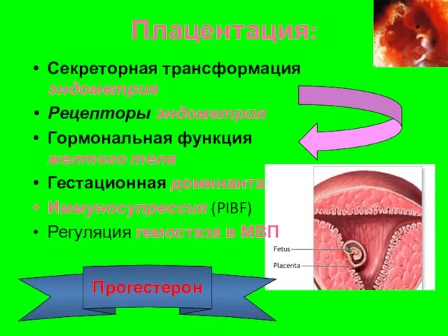 Плацентация: Секреторная трансформация эндометрия Рецепторы эндометрия Гормональная функция желтого тела Гестационная