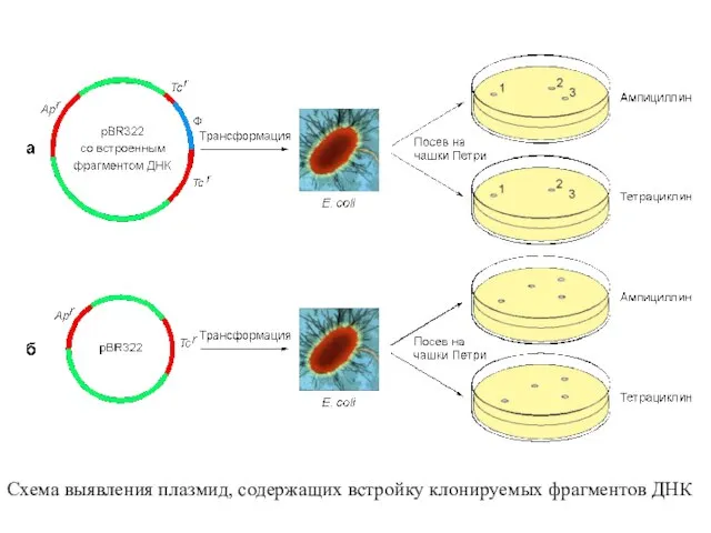 Схема выявления плазмид, содержащих встройку клонируемых фрагментов ДНК