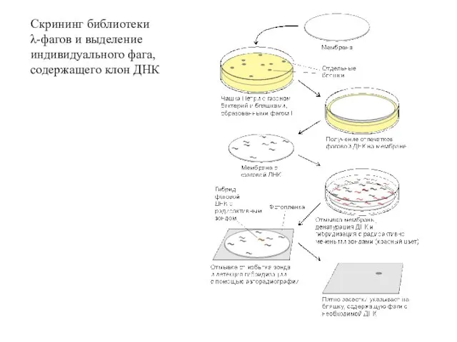 Скрининг библиотеки λ-фагов и выделение индивидуального фага, содержащего клон ДНК