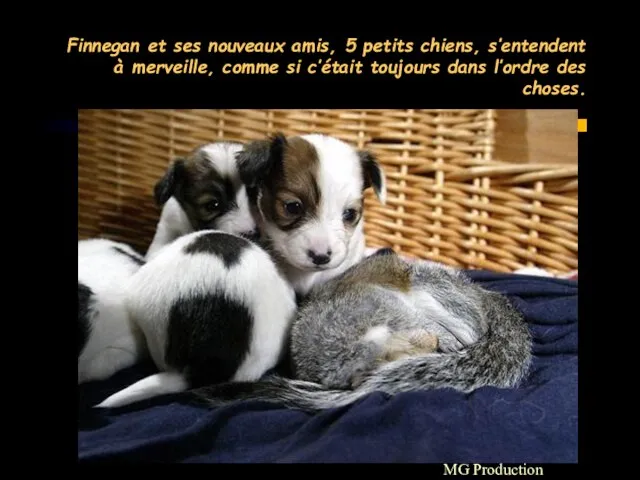 MG Production Finnegan et ses nouveaux amis, 5 petits chiens, s’entendent