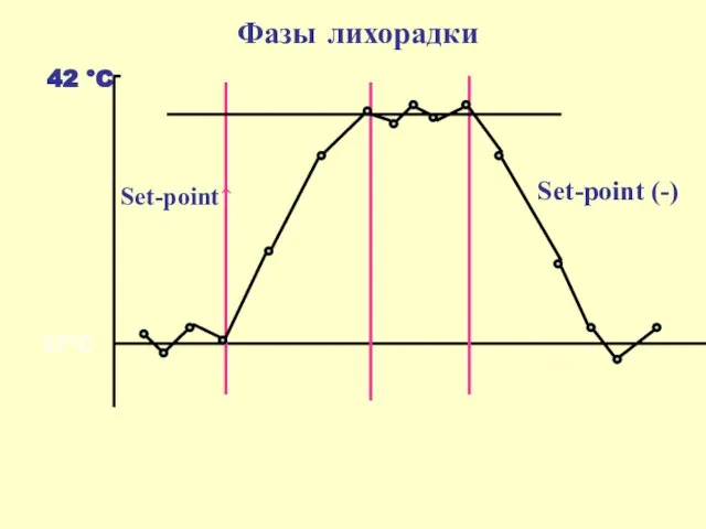 Фазы лихорадки Set-point↑ Set-point (-)